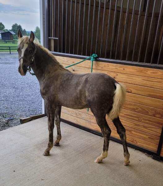 Well Bred Gorgeous Chocolate Weanling Colt 