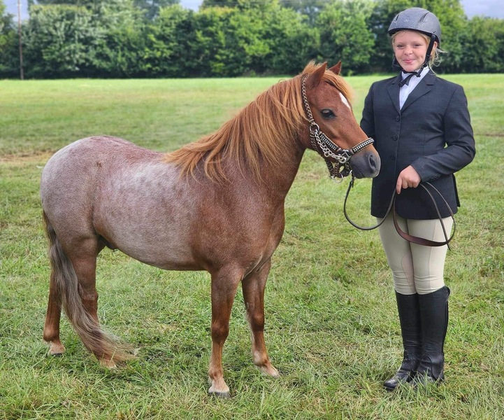 11H Talented Red Roan Trail Horse 