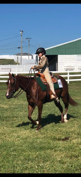 14.2 Talented 4H & Cow Horse Mare In Foal 