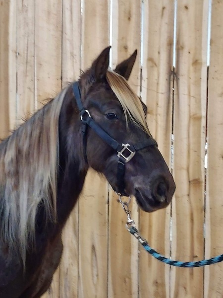 Beautiful Smart Well Bred Gelding Started Under Saddle