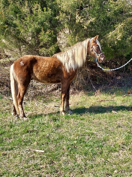 Beautiful Smart Well Bred Gelding Started Under Saddle