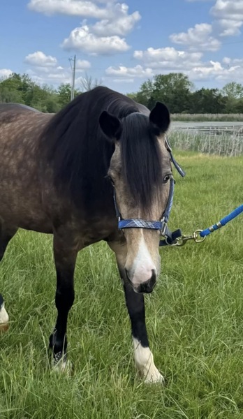 14.3H Gypsy Vanner Cross Western Trained Mare