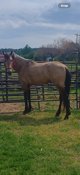 Stunning Smooth Gaited Buckskin Stud