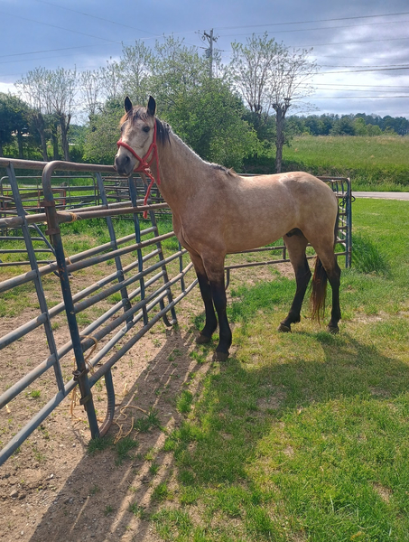 Stunning Smooth Gaited Buckskin Stud