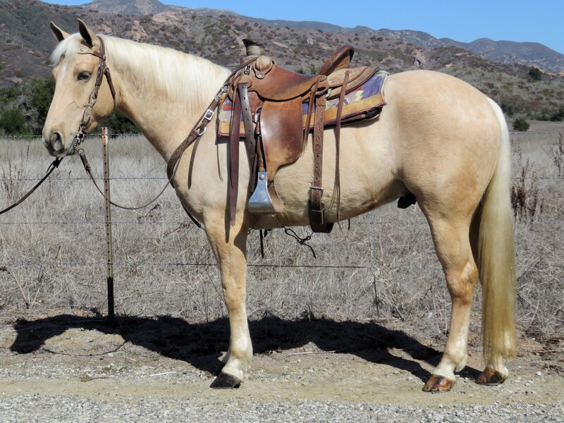 6 YEAR OLD 14.2 HAND PALOMINO QUARTER PONY CROSS +++VIDEO+++