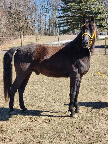 Stunning Black 4 Year Old Stallion Prospect