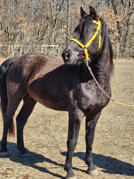 Stunning Black 4 Year Old Stallion Prospect