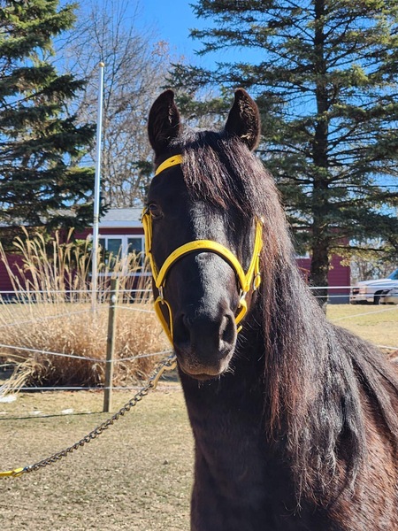 Stunning Black 4 Year Old Stallion Prospect