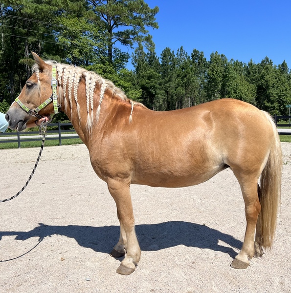 Sweet haflinger mare 