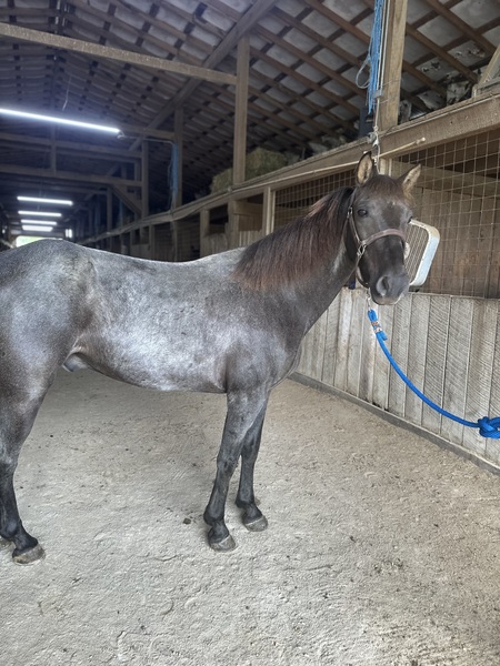 Sweet well Gaited Seasoned Blue Roan Gelding 