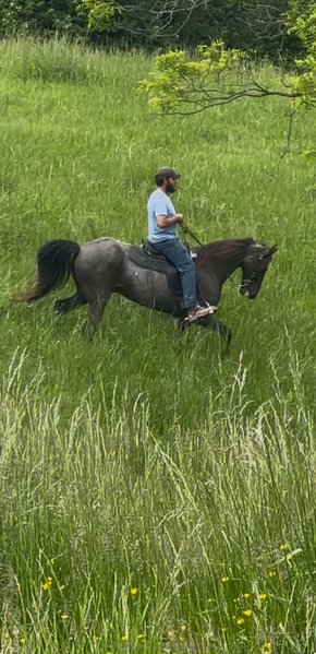 Sweet well Gaited Seasoned Blue Roan Gelding 