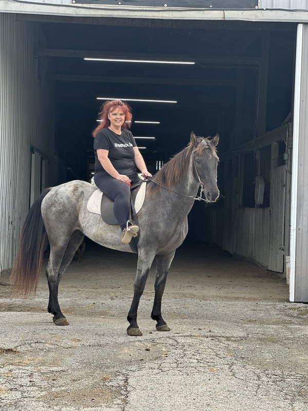 Sweet well Gaited Seasoned Blue Roan Gelding 