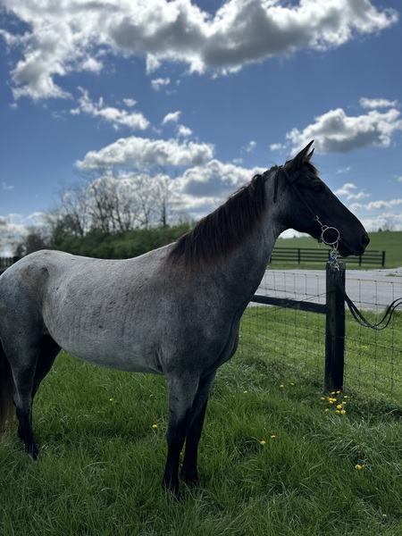 Sweet well Gaited Seasoned Blue Roan Gelding 