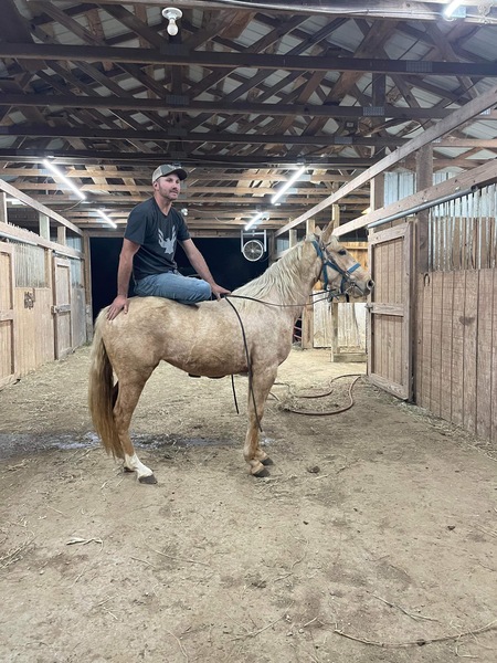 Amazing 3 Year Old 14H Palomino Filly 