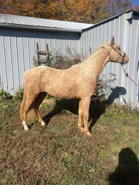 Amazing 3 Year Old 14H Palomino Filly 