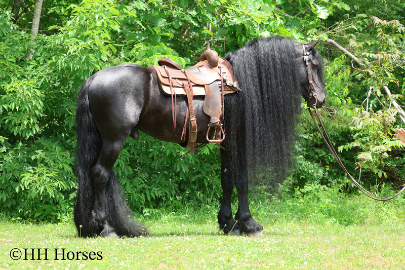 GORGEOUS, REGISTERED FRIESIAN SPORT HORSE STALLION, RIDES AN DRIVES 