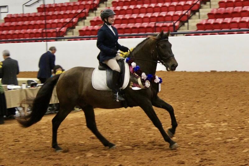 Apostol MEX, 4th level dressage, 6X National Champion 3rd Level Dressage