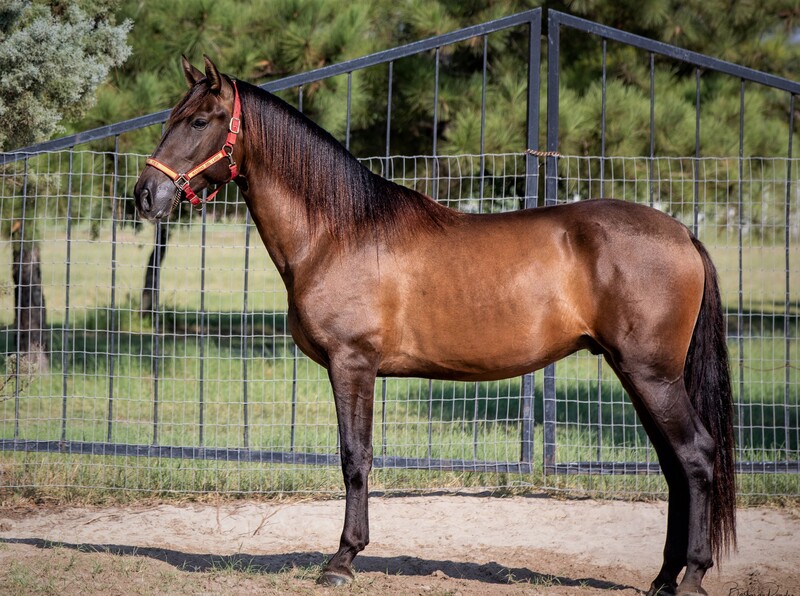 Apostol MEX, 4th level dressage, 6X National Champion 3rd Level Dressage