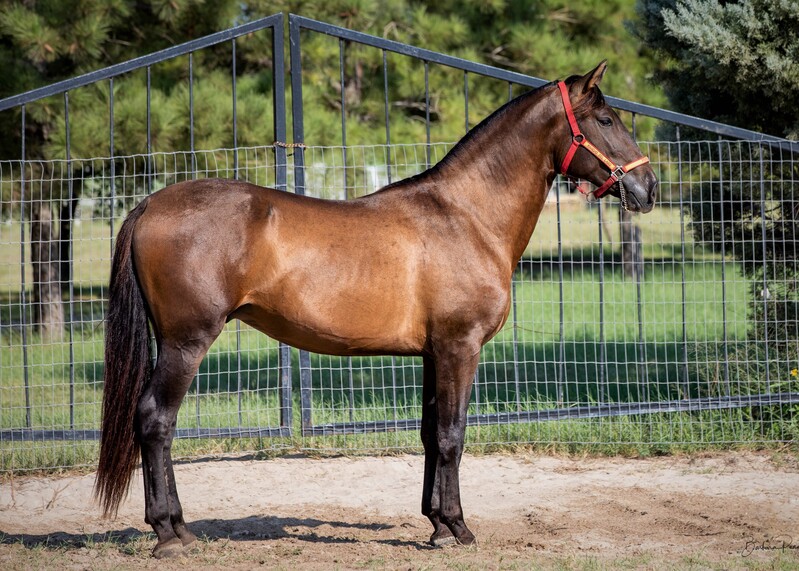 Apostol MEX, 4th level dressage, 6X National Champion 3rd Level Dressage
