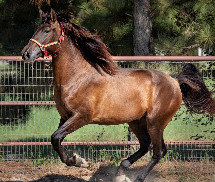 Apostol MEX, 4th level dressage, 6X National Champion 3rd Level Dressage