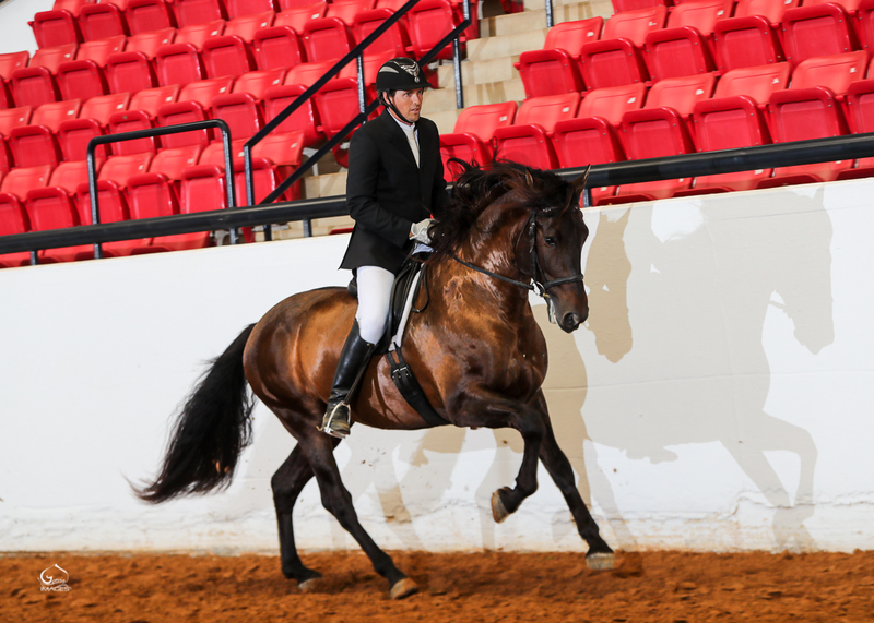 Apostol MEX, 4th level dressage, 6X National Champion 3rd Level Dressage