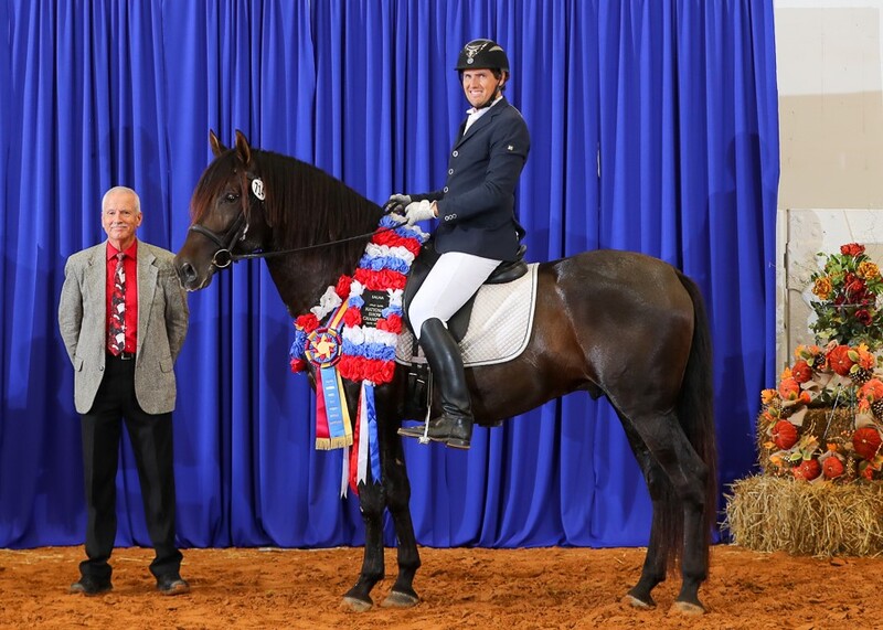 5X National Champion 3rd Level Dressage