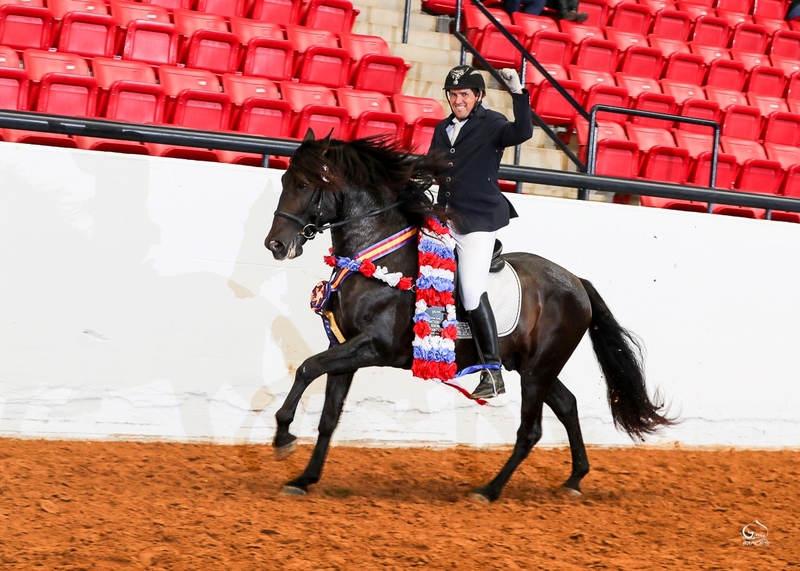 Apostol MEX, 4th level dressage, 6X National Champion 3rd Level Dressage