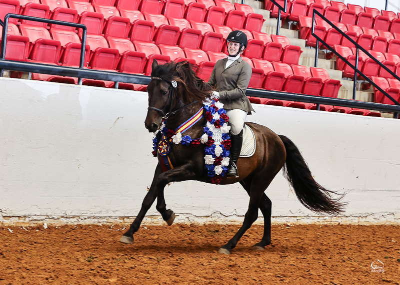 Apostol MEX, 4th level dressage, 6X National Champion 3rd Level Dressage