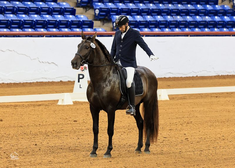 Apostol MEX, 4th level dressage, 6X National Champion 3rd Level Dressage