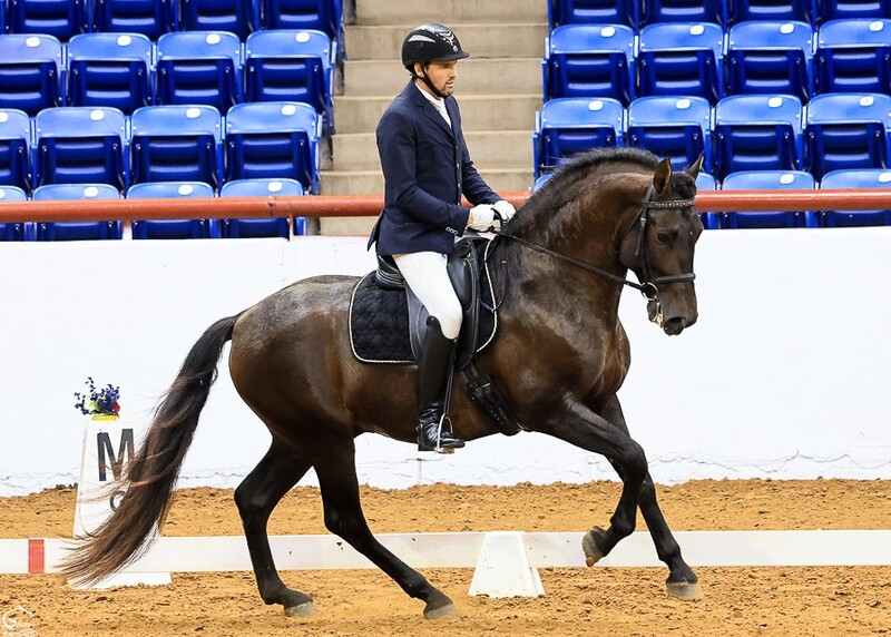 Apostol MEX, 4th level dressage, 6X National Champion 3rd Level Dressage