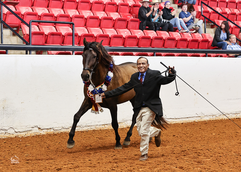 Apostol MEX, 4th level dressage, 6X National Champion 3rd Level Dressage