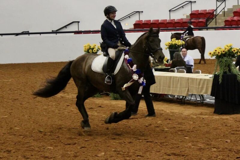 Apostol MEX, 4th level dressage, 6X National Champion 3rd Level Dressage