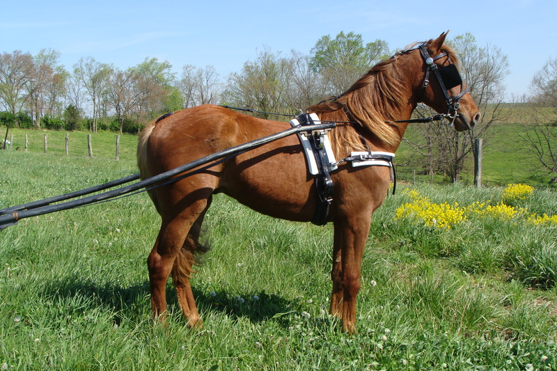 REGISTERED PUREBRED GELDING, STARTED RIDING AND DRIVING, 2 YEARS OLD For Sale in Fleming