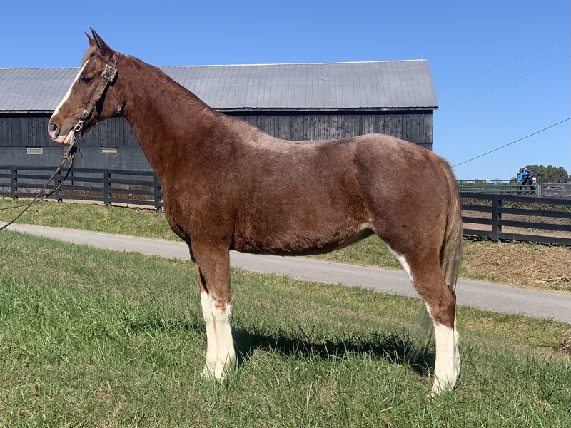 Gorgeous Roan Trail Horse 