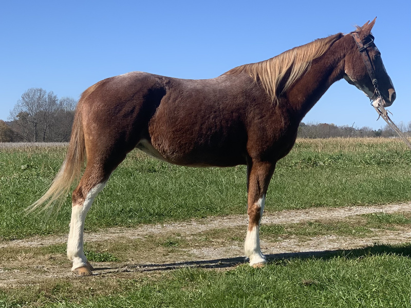 Gorgeous Roan Trail Horse 