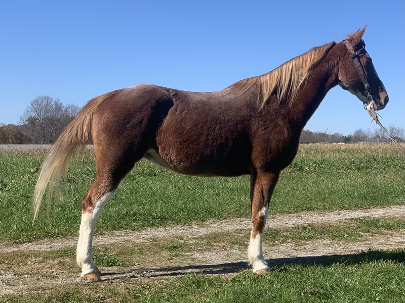 Gorgeous Roan Trail Horse 