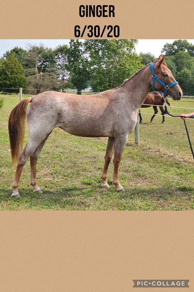 Gorgeous Strawberry Roan Filly 