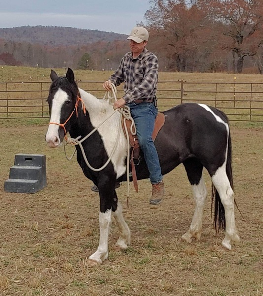Beautiful Clydesdale/Paint Cross Filly 