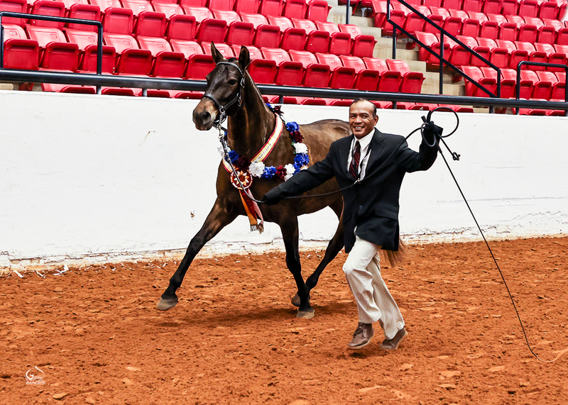 Milagro RDL, PRE gray Colt 2024