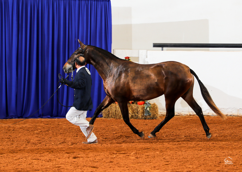 Milagro RDL, PRE gray Colt 2024