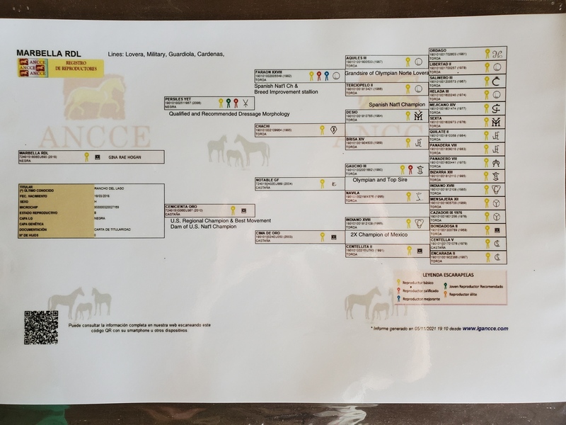 Milagro RDL, PRE gray Colt 2024