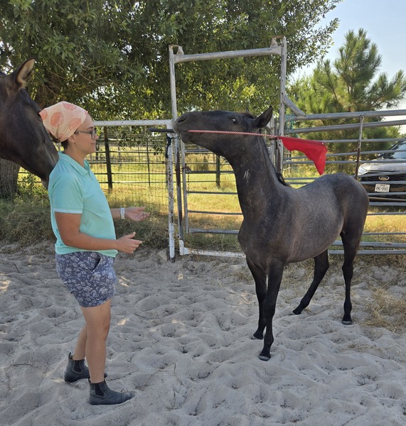 Milagro RDL, PRE gray Colt 2024
