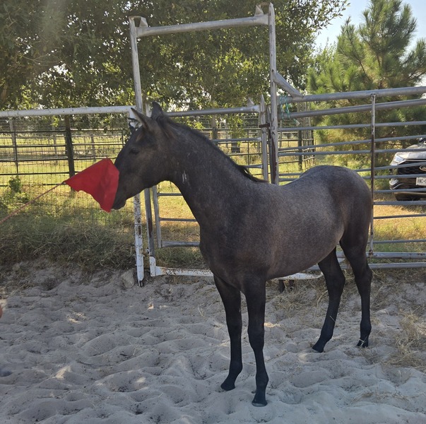 Milagro RDL, PRE gray Colt 2024