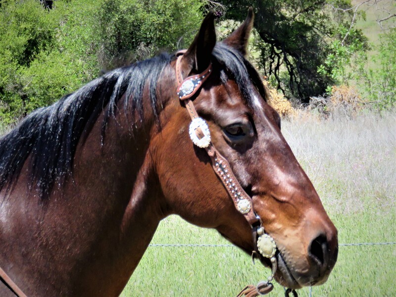 8 YEAR OLD 15.1 HAND BAY GELDING