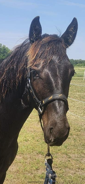 Well Bred Beautiful Smokey Black Yearling 