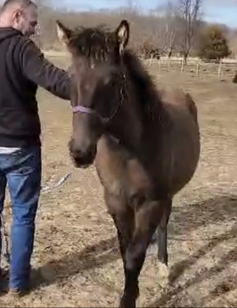 Well Bred Beautiful Smokey Black Yearling 