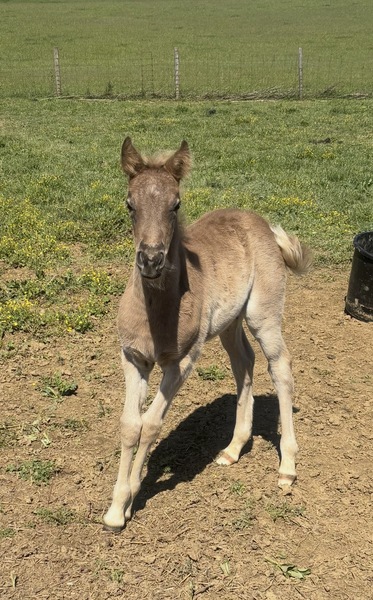 Well Bred Gorgeous Chocolate Weanling Filly 