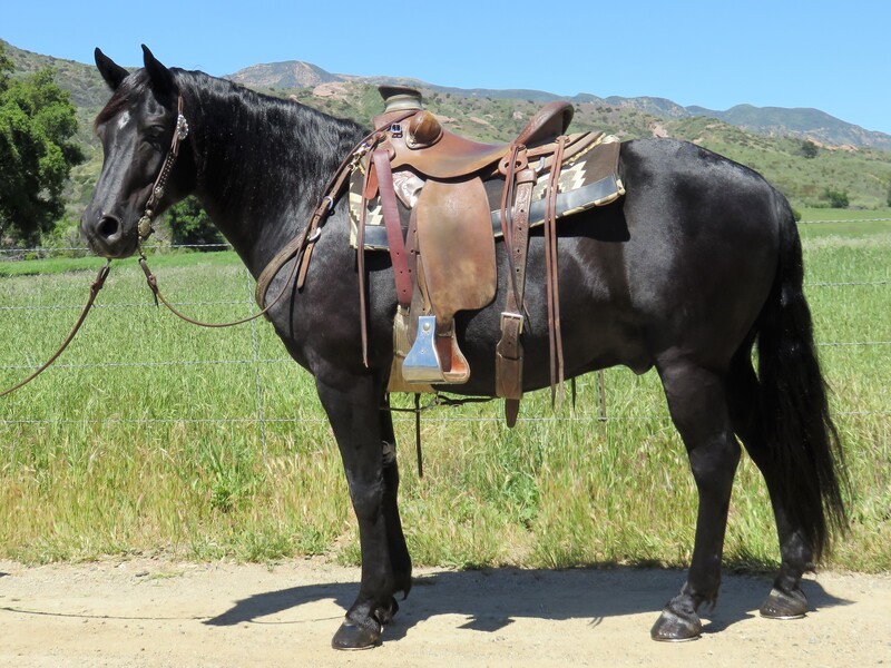 14 YEAR OLD BLACK QUARTER PONY For Sale in Ventura, California, United