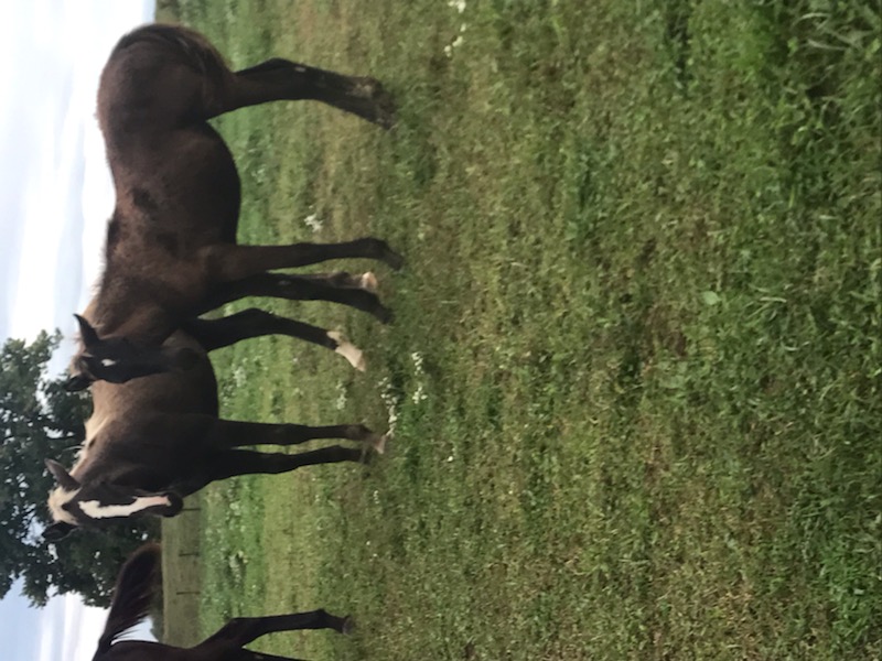 Beautiful Black Weanling Filly 