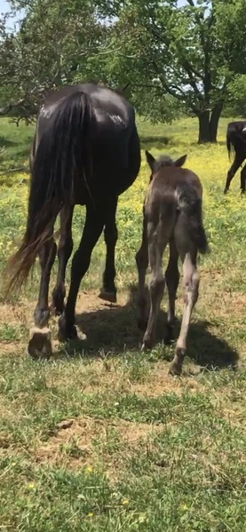 Beautiful Black Weanling Filly 
